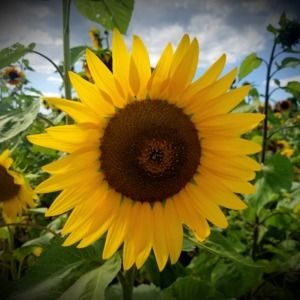 Meet your Posher, Amy